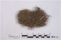 藏品(密葉指葉蘚)的圖片